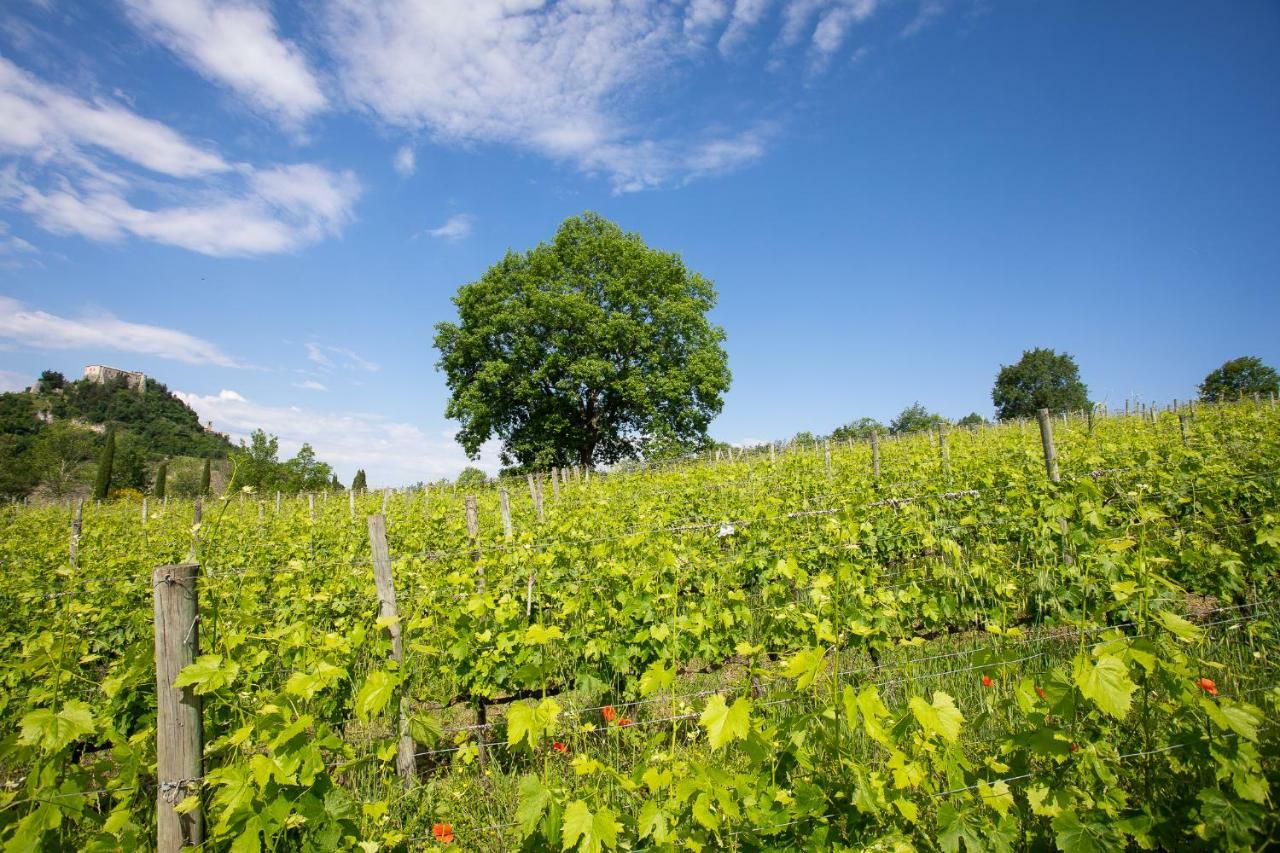 Tenuta Saiano